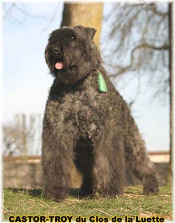 bouvier des flandres du clos de la luette - copyright déposé